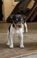 Purple Star, a female Rat Terrier for sale in Varnville, SC – 3 of 7