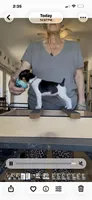 Purple Star, a female Rat Terrier for sale in Varnville, SC – 4 of 7