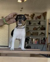 Purple Star, a female Rat Terrier for sale in Varnville, SC – 2 of 7