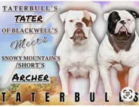 Sweet Tater, a female American Bulldog for sale in Varnville, SC – Photo 3 of 10