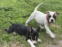 Sweet Tater, a female American Bulldog for sale in Varnville, SC – Photo 10 of 10