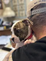 Sweet Tater, a female American Bulldog for sale in Varnville, SC – Photo 9 of 10