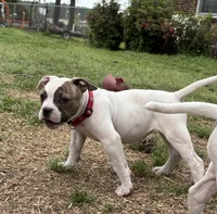 Sweet Tater, a female American Bulldog for sale in Varnville, SC – Photo 7 of 10