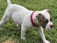 Sweet Tater, a female American Bulldog for sale in Varnville, SC – Photo 8 of 10