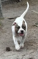 Sweet Tater, a female American Bulldog for sale in Varnville, SC – Photo 5 of 10