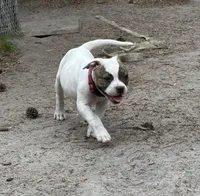 Sweet Tater, a female American Bulldog for sale in Varnville, SC – Photo 6 of 10