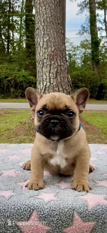 Merica – French Bulldog puppy for sale in Varnville, SC