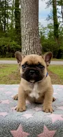 Merica, a male French Bulldog for sale in Varnville, SC – 1 of 2