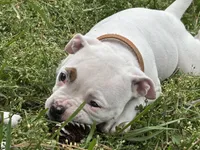 Fries, a female American Bulldog for sale in Varnville, SC – Photo 6 of 10