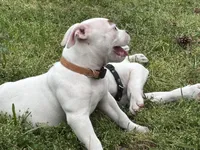 Fries, a female American Bulldog for sale in Varnville, SC – Photo 7 of 10