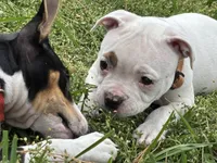 Fries, a female American Bulldog for sale in Varnville, SC – Photo 4 of 10