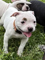 Fries, a female American Bulldog for sale in Varnville, SC – Photo 2 of 10