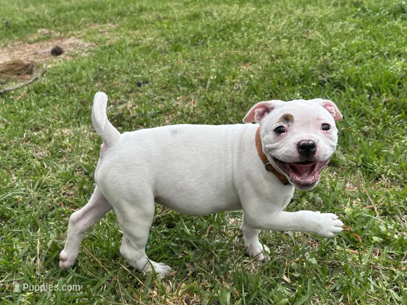 Fries – American Bulldog puppy for sale in Varnville, SC