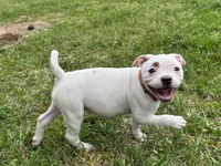 Fries, a female American Bulldog for sale in Varnville, SC – Photo 1 of 10