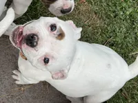Fries, a female American Bulldog for sale in Varnville, SC – Photo 3 of 10