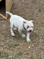Fries, a female American Bulldog for sale in Varnville, SC – Photo 8 of 10