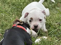 Fries, a female American Bulldog for sale in Varnville, SC – Photo 5 of 10