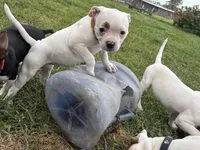 Fries, a female American Bulldog for sale in Varnville, SC – Photo 9 of 10
