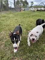 Fries, a female American Bulldog for sale in Varnville, SC – Photo 10 of 10