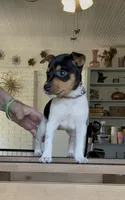 Purple Star, a female Rat Terrier for sale in Varnville, SC – 5 of 7