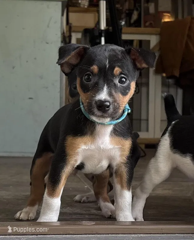 Blue galaxy – Rat Terrier puppy for sale in Varnville, SC