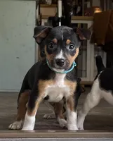 Blue galaxy, a male Rat Terrier for sale in Varnville, SC – 1 of 4