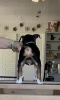 Blue galaxy, a male Rat Terrier for sale in Varnville, SC – 3 of 4