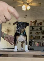 Blue galaxy, a male Rat Terrier for sale in Varnville, SC – 2 of 4