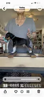 Blue galaxy, a male Rat Terrier for sale in Varnville, SC – 4 of 4