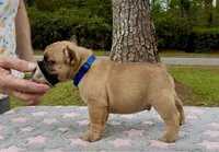 Merica, a male French Bulldog for sale in Varnville, SC – 2 of 2