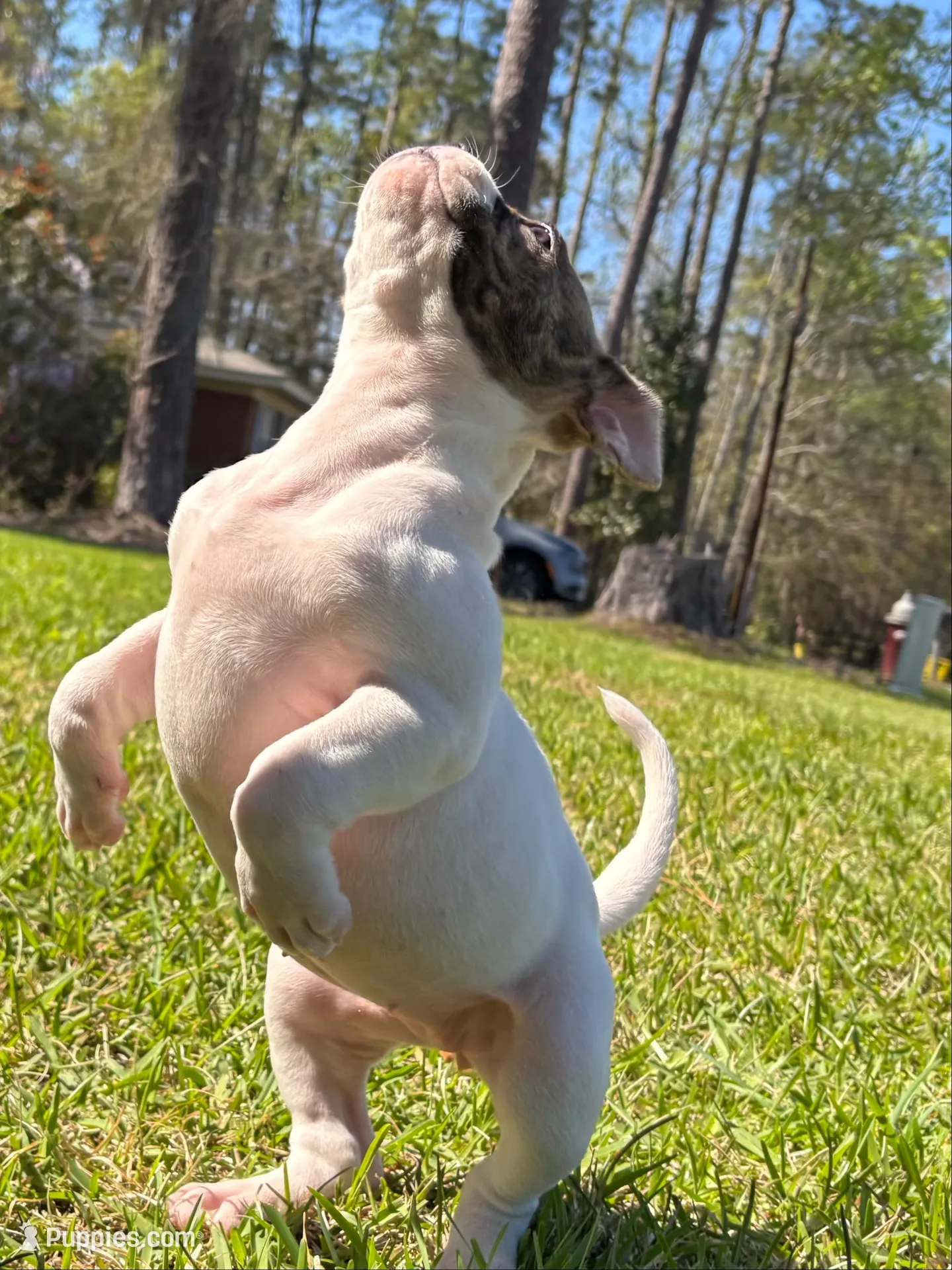 Sweet Tater – American Bulldog puppy for sale in Varnville, SC