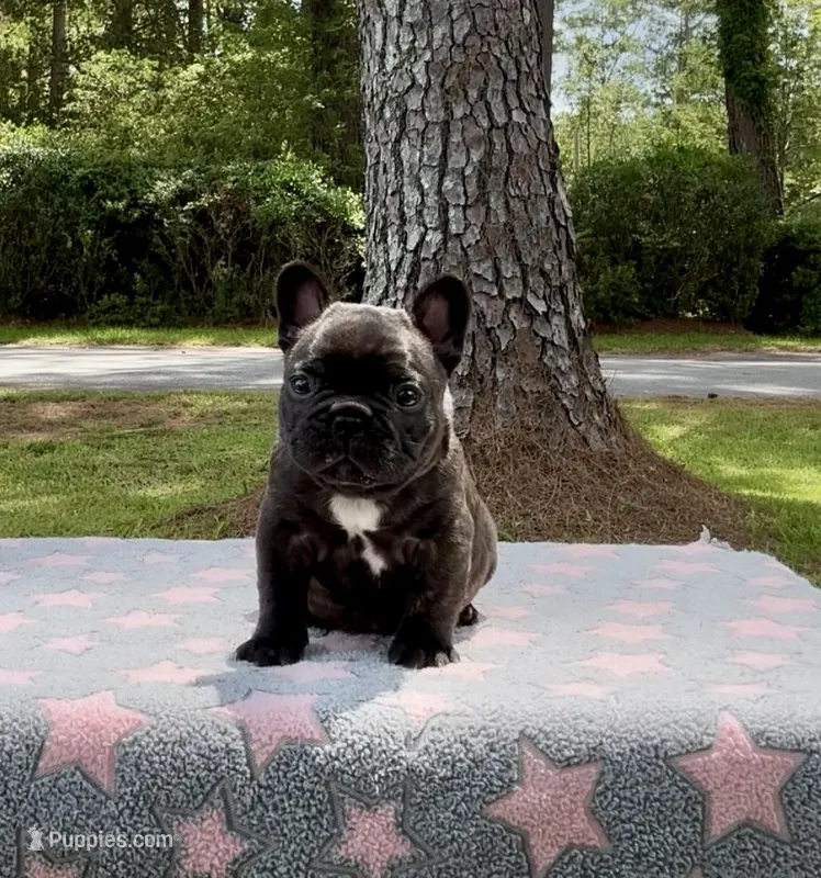 Sparky – French Bulldog puppy for sale in Varnville, SC