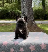Sparky, a male French Bulldog for sale in Varnville, SC – 1 of 3
