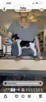 Purple Star, a female Rat Terrier for sale in Varnville, SC – 7 of 7