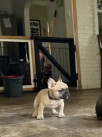 Betsy, a female French Bulldog for sale in Varnville, SC – 3 of 7