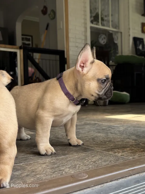 Betsy – French Bulldog puppy for sale in Varnville, SC