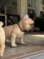 Betsy, a female French Bulldog for sale in Varnville, SC – 1 of 7