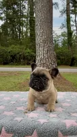 Sparkle, a female French Bulldog for sale in Varnville, SC – 3 of 3