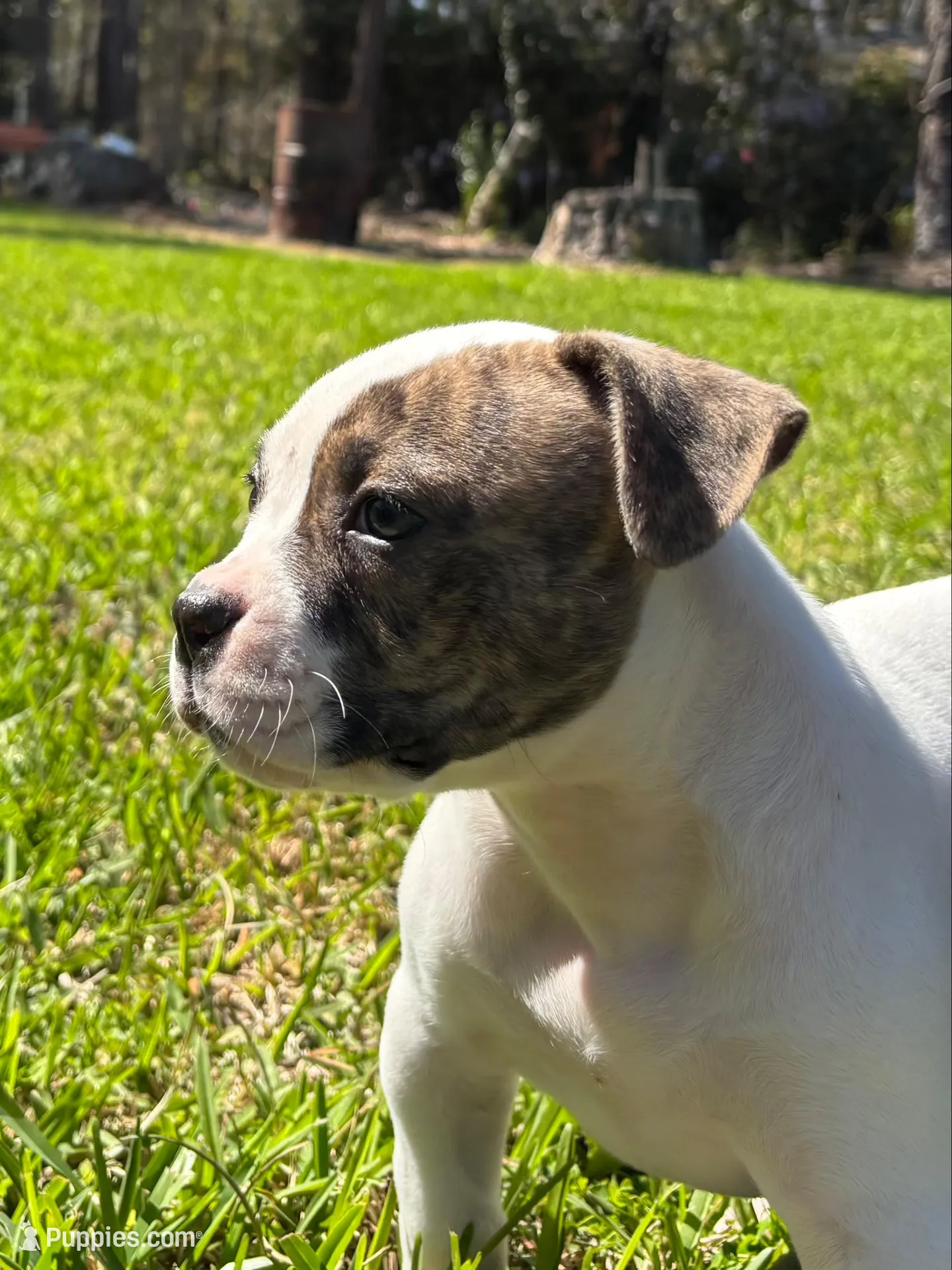 Sweet Tater, a female American Bulldog for sale in Varnville, SC – Photo 2 of 10