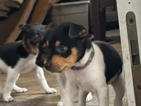 Purple Star, a female Rat Terrier for sale in Varnville, SC – 6 of 7
