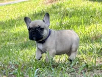 Betsy, a female French Bulldog for sale in Varnville, SC – 2 of 7