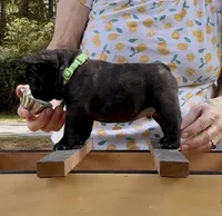 Sparky, a male French Bulldog for sale in Varnville, SC – 2 of 3