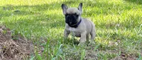 Betsy, a female French Bulldog for sale in Varnville, SC – 5 of 7