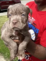 Unbothered, a male American Bully for sale in Cleveland, OH – 3 of 6