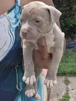 Eva , a female American Bully for sale in Cleveland, OH – 1 of 4