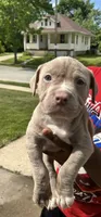 Nevaeh, a female American Bully for sale in Cleveland, OH – 2 of 5