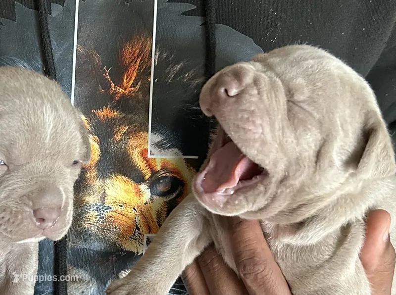 Sleepy – American Bully puppy for sale in Cleveland, OH