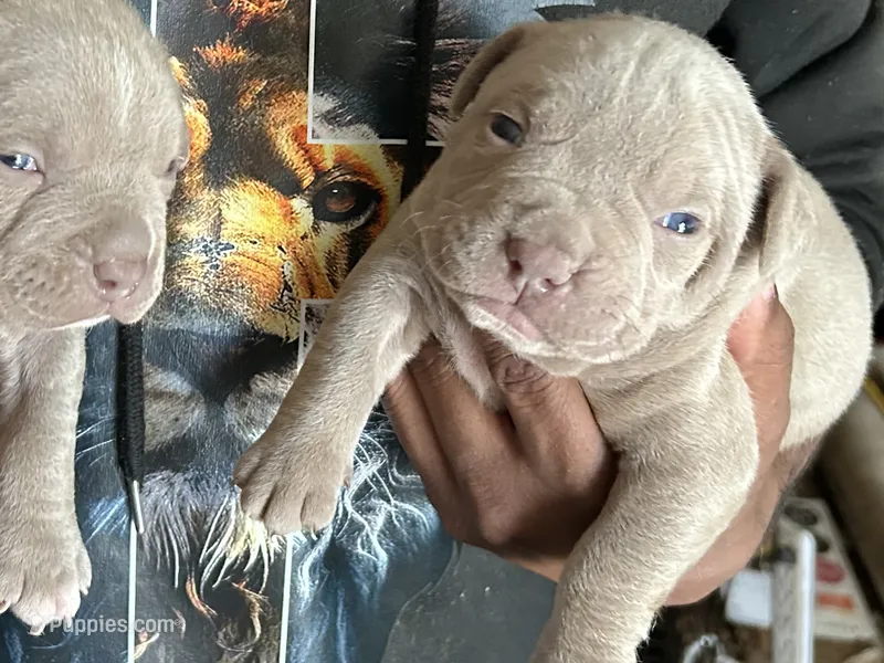 Sleepy – American Bully puppy for sale in Cleveland, OH