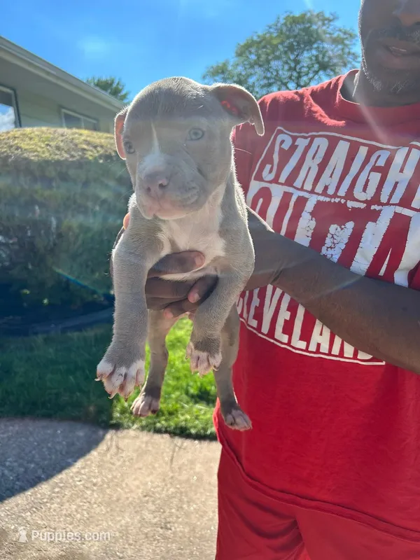 Eva  – American Bully puppy for sale in Cleveland, OH