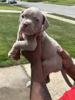 Peru , a male American Bully for sale in Cleveland, OH – 1 of 5